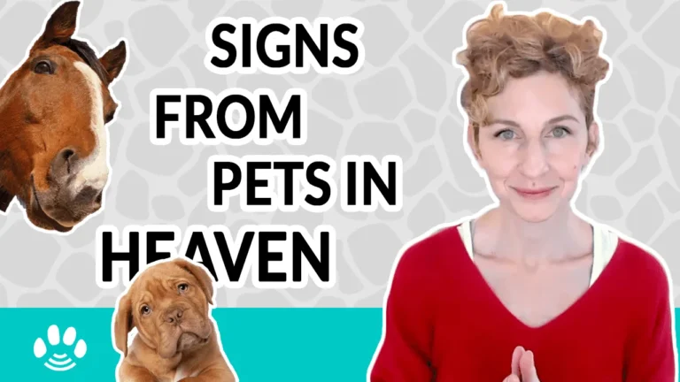 5 Indications from Pets in the Afterlife (for Those Without Psychic Abilities)