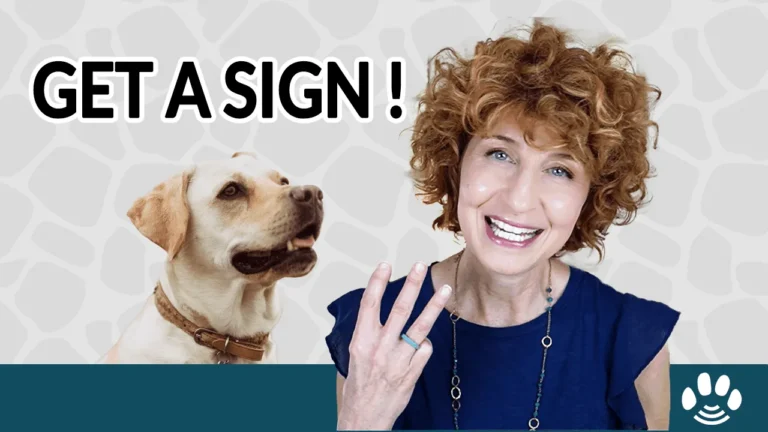 3 Strategies for Receiving a Signal from Your Pet Beyond the Veil