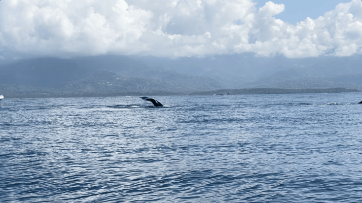 My Remarkable Intuitive Connection with Whales: A Personal Encounter