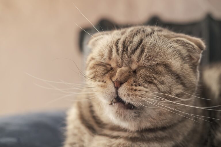 Three Unorthodox Approaches for Dealing with Your Cat’s Persistent Sneezing